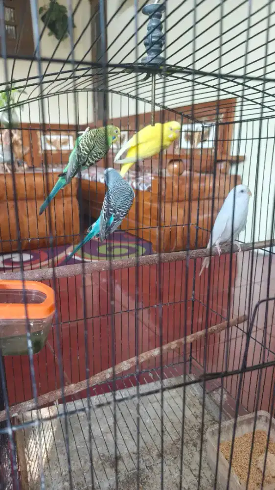 Parkit 4 ekor beserta kandang