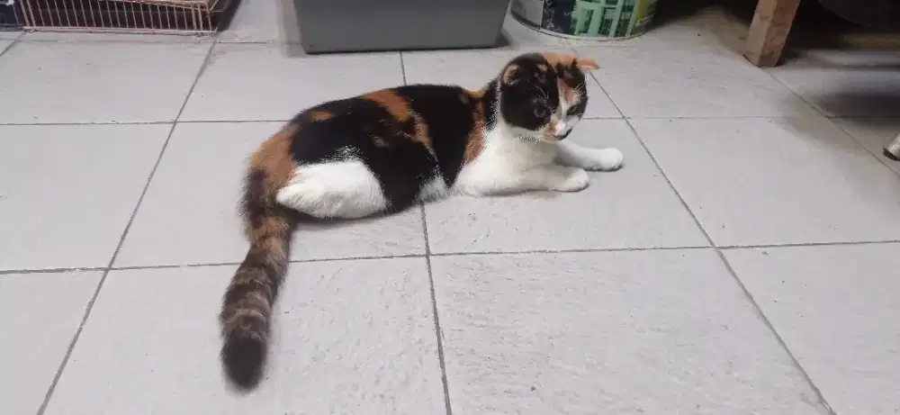 Scottish betina warna calico