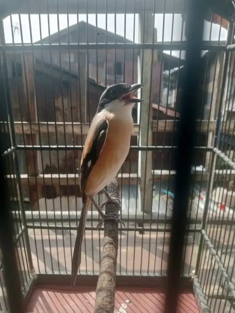 Cendet pilis rajin bunyi