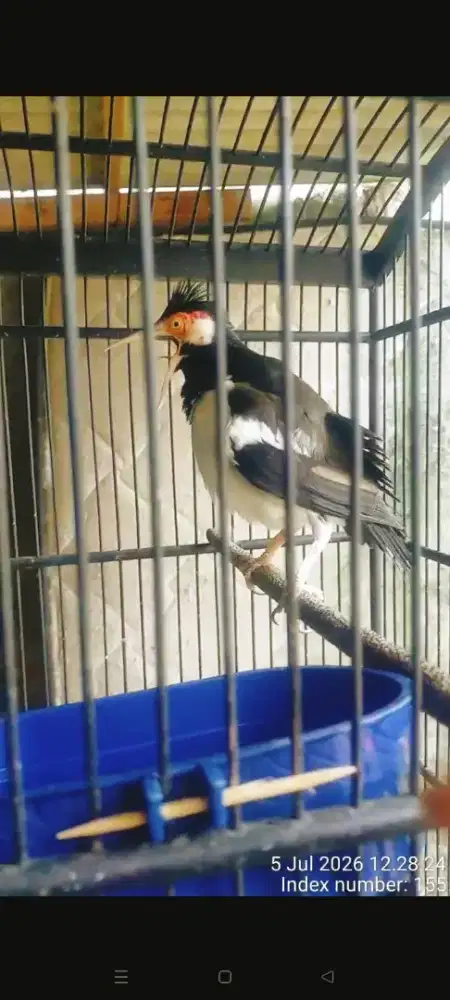 Burung jalak suren satpam rumah