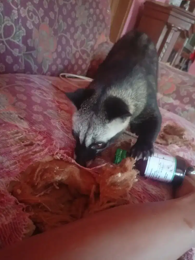 musang pandan jitot.