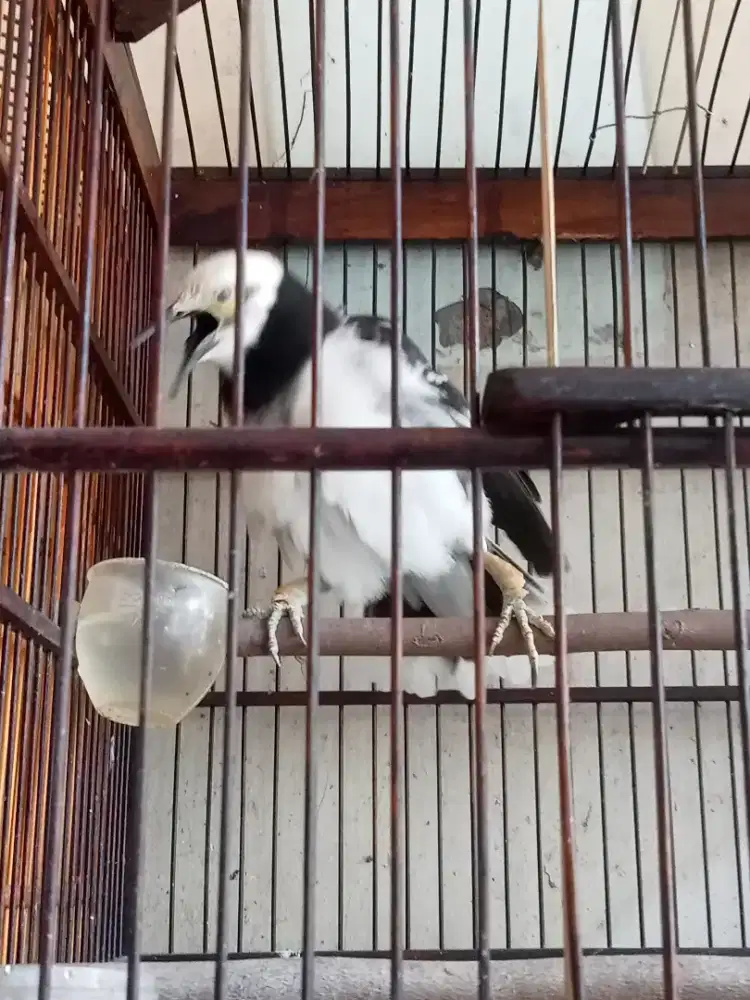 Jalak hongkong baru beres mabung ,suara unik.