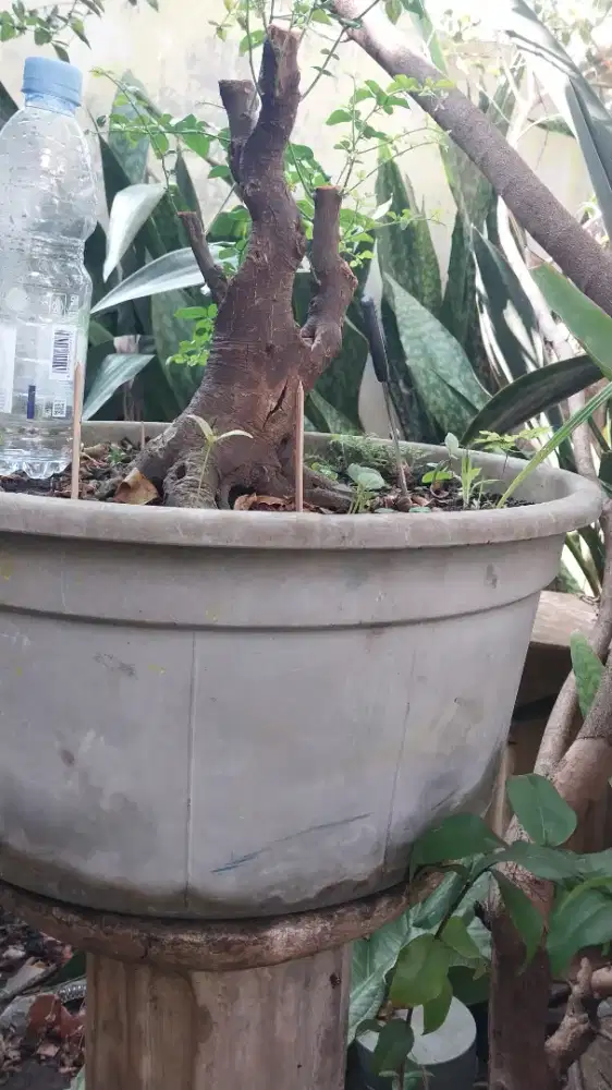Bonsai Jeruk Kingkit Istimewa skar istimewa