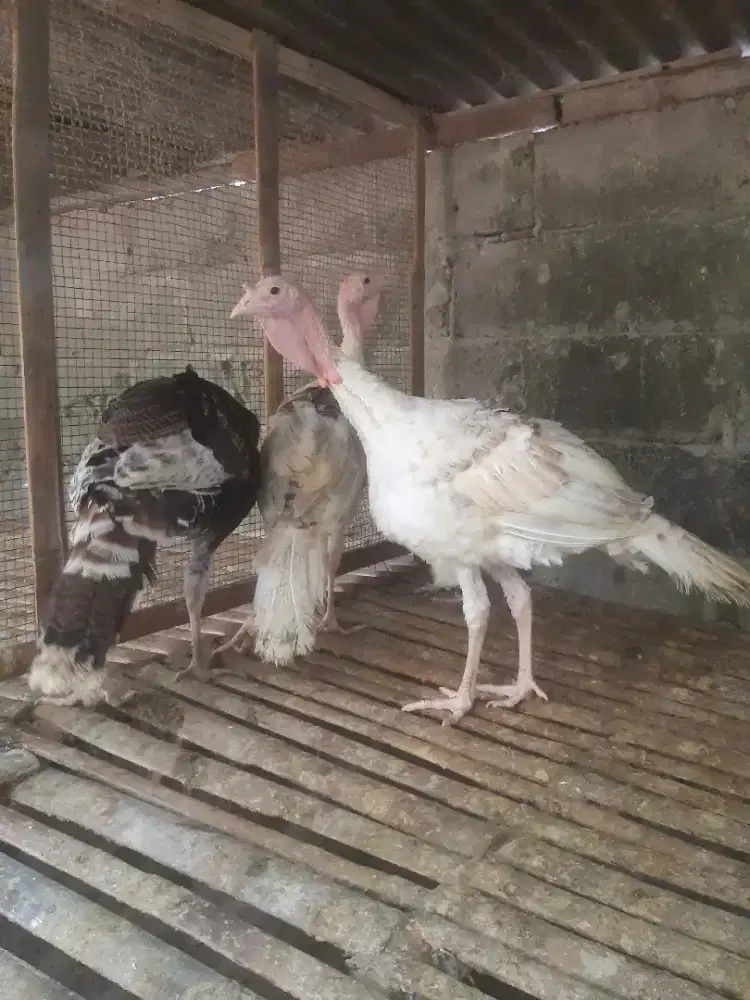 Ayam kalkun dewasa