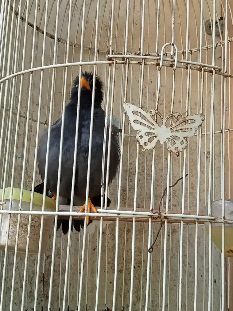 Jalak kebo bisa bicara beberapa kata
