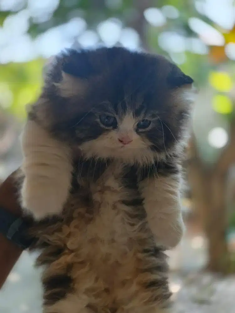 Kitten flatnose