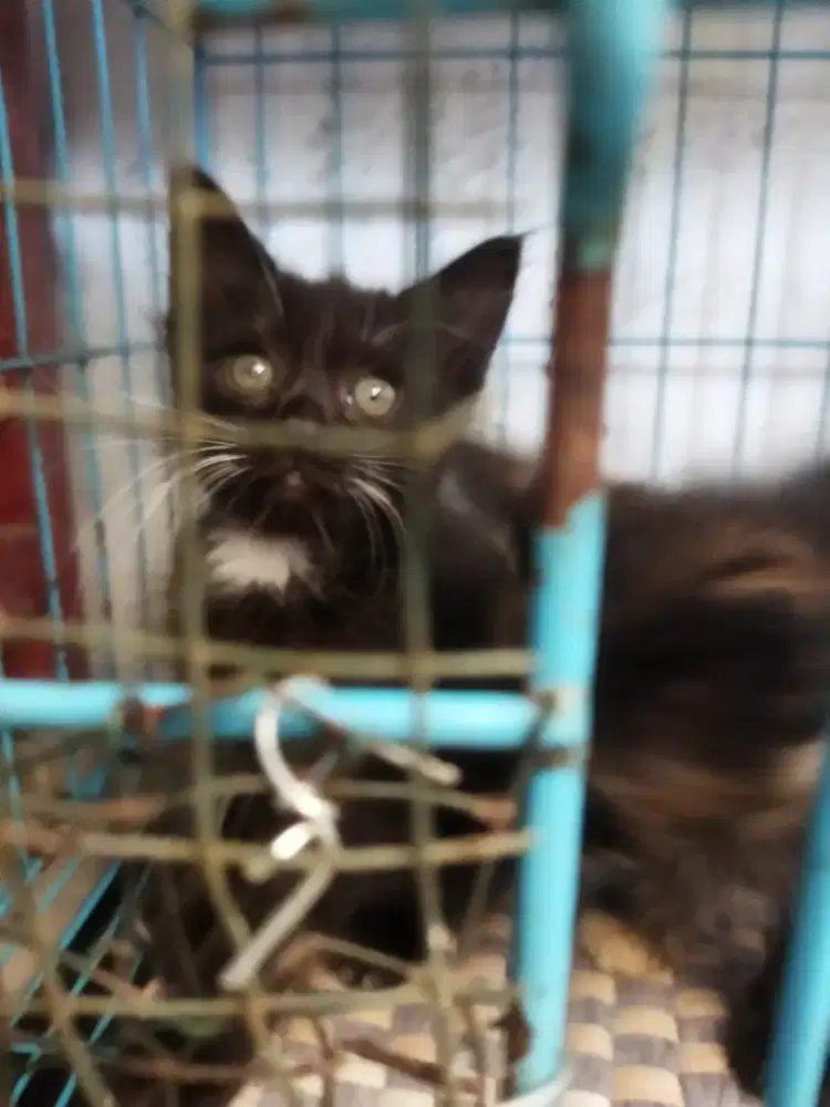 Kucing persia himalayan anggora british short hair Maine coonmunchkin