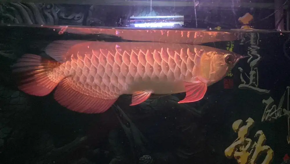 Ikan arwana golden red
