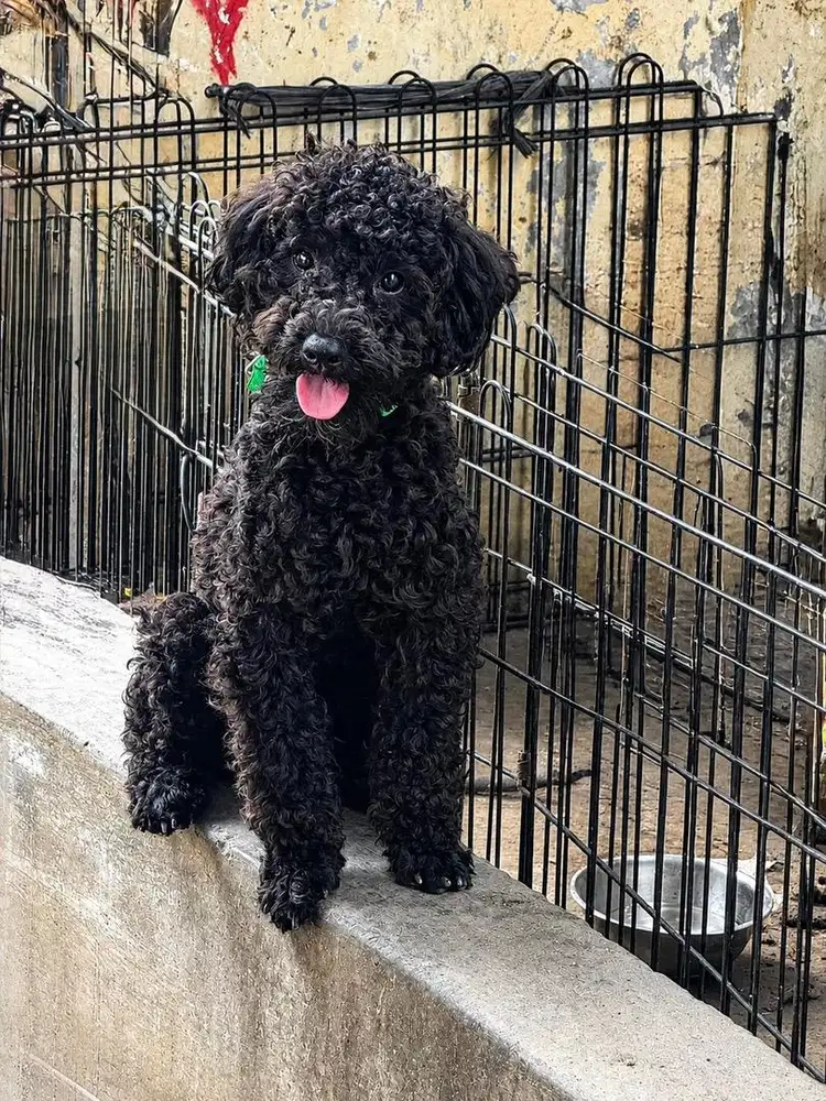 toypoodle jantan