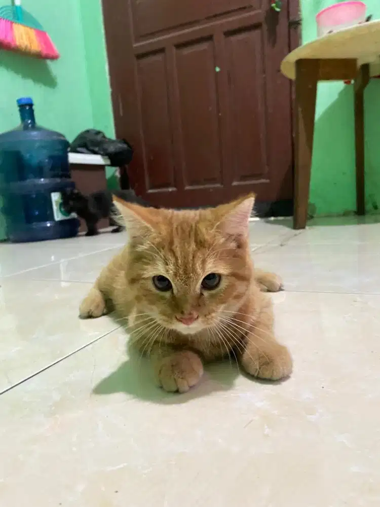 Kucing persia medium