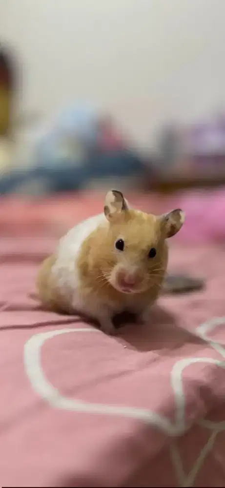 Hamster Syrian Shorthair Bekasi