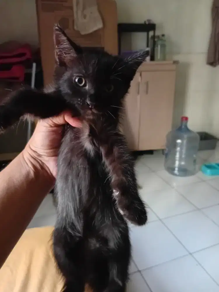 Kitten Persia longhair umur 2, 5 bln sehat