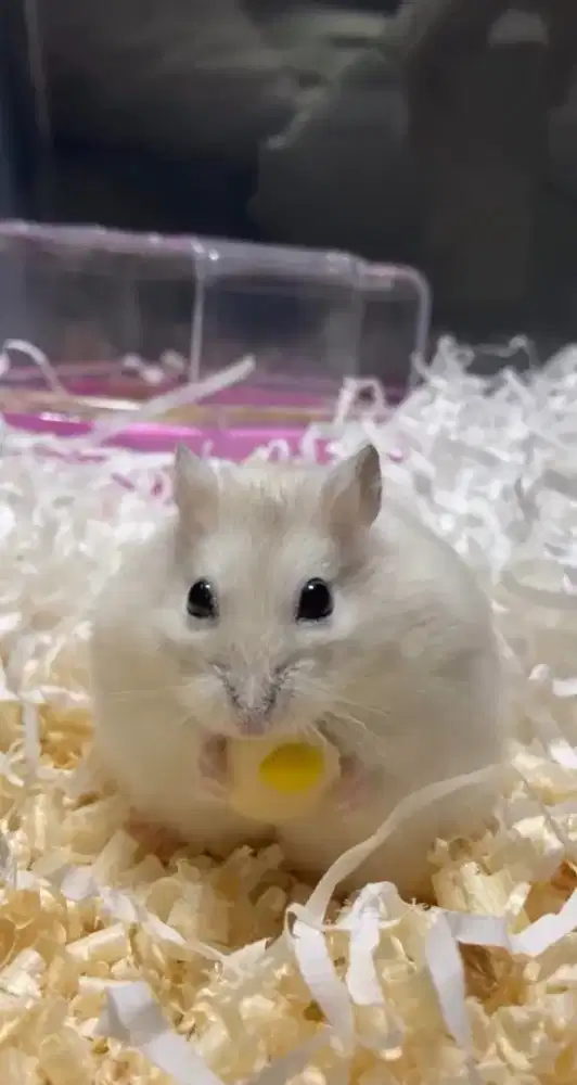 Hamster Winter Golden Black Eye Senior