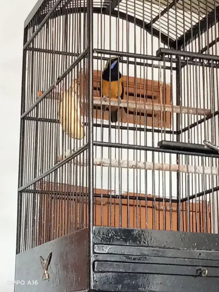 Cucak cungko gacor isian buanyak