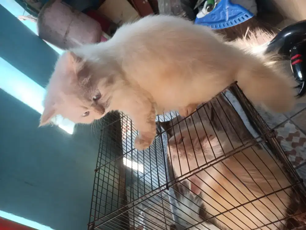 Kitten Persia Himalaya red point