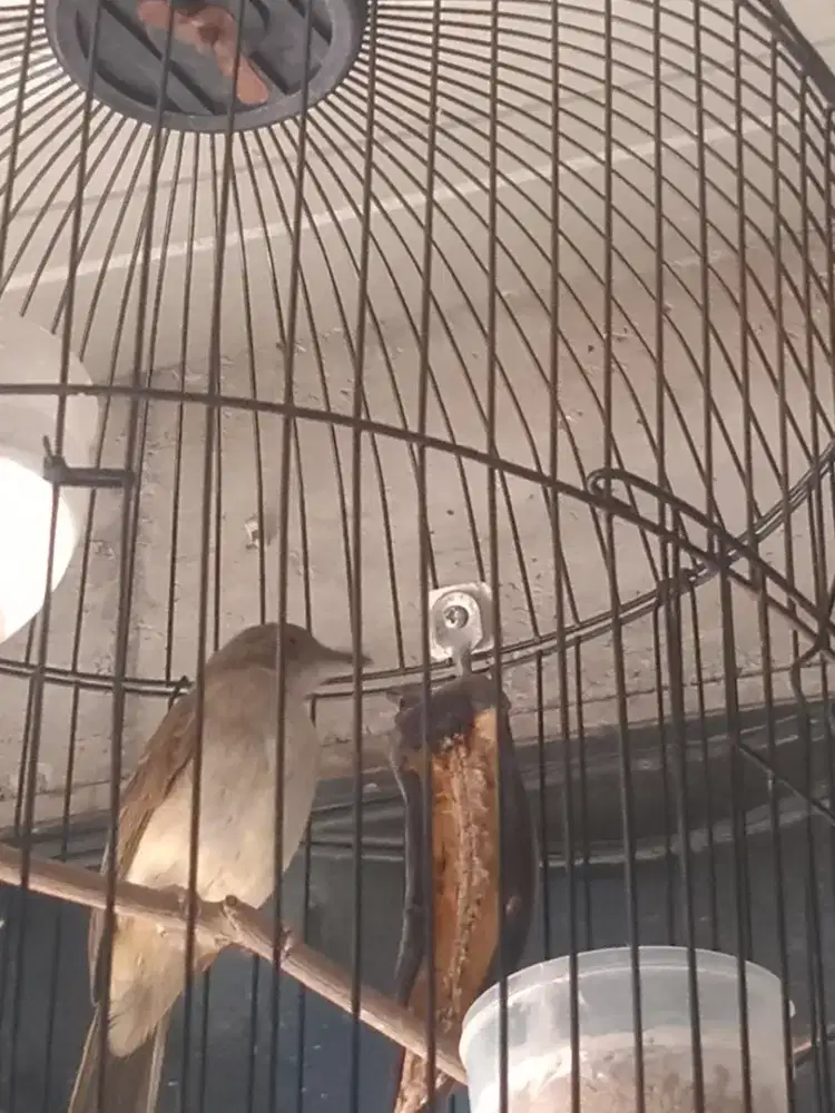 Burung muda cucak rumbai purtotal