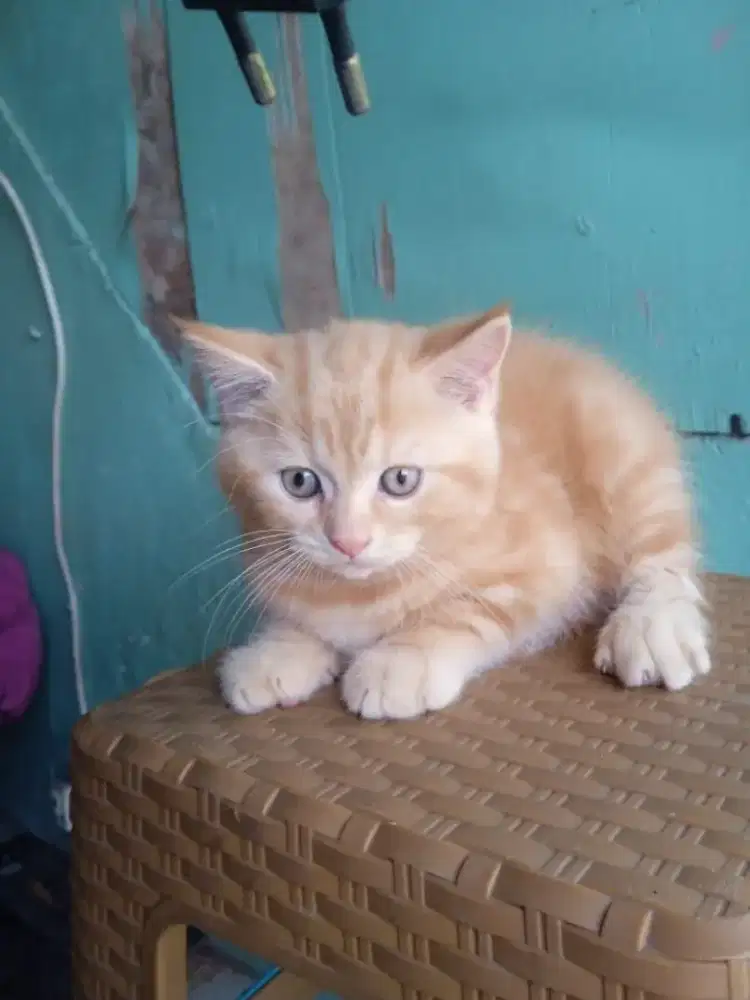 Bsh mix Persia usia 3 bulan betina
