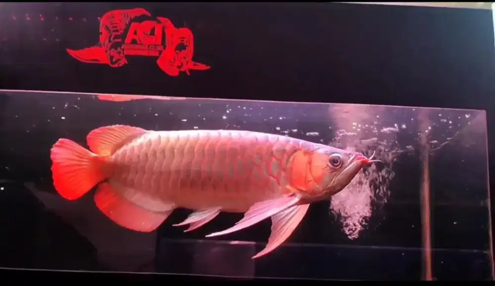 Arowana Super Red Size 48-50cm