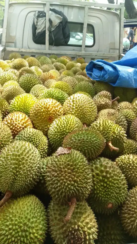 Lowongan Kerja Toko Durian