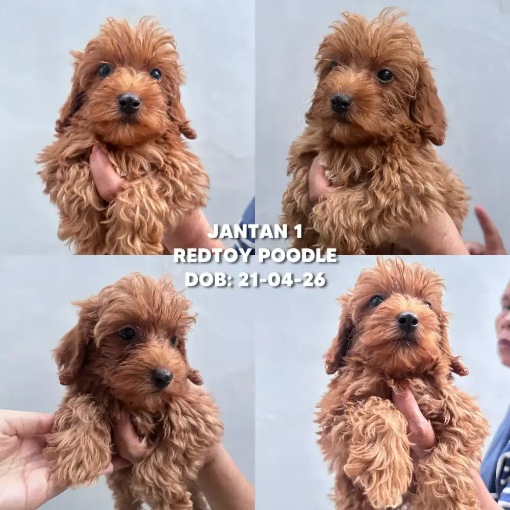 JUAL MURAH ANAKAN REDTOY POODLE