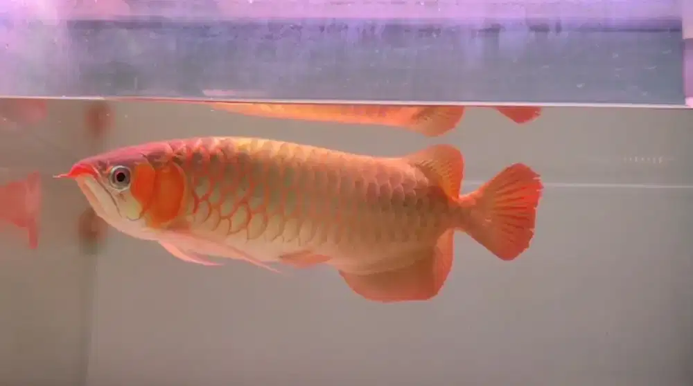 Arowana Super Red Size 48-50cm