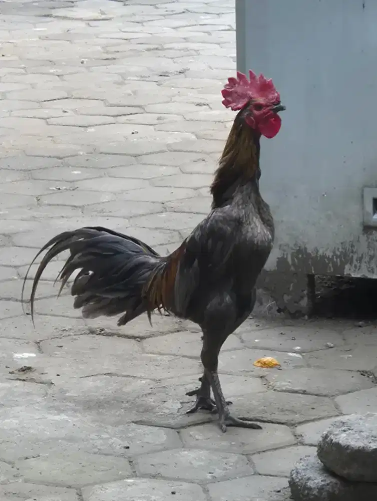 ayam jago petarung