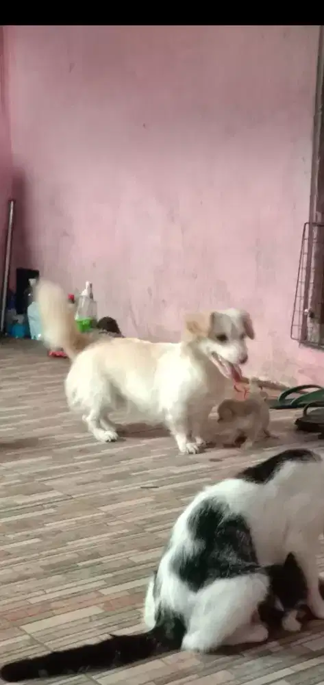 Tekel dachshund