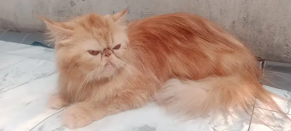 Kucing peaknose