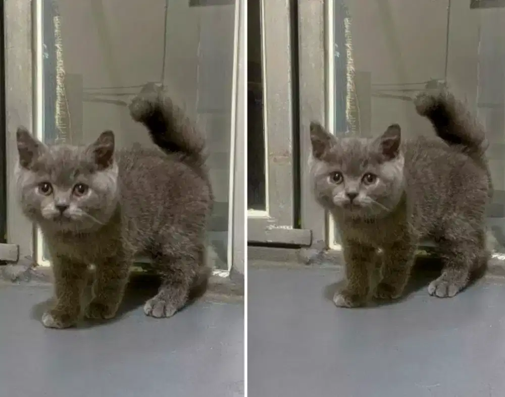 Kucing kitten British shorthair Betina