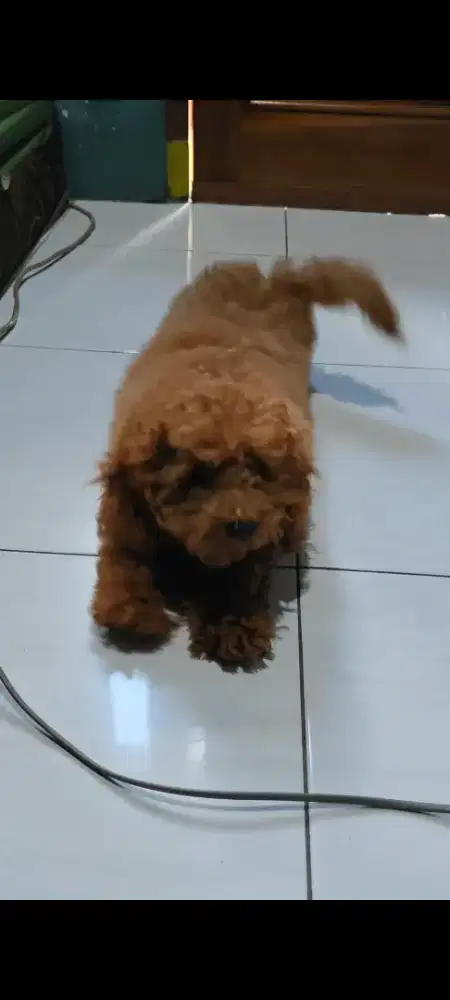 Toy poodle puppy 4 bulan