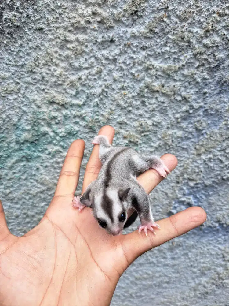 Sugar Glider Joey Classic Grey Het Caramel
