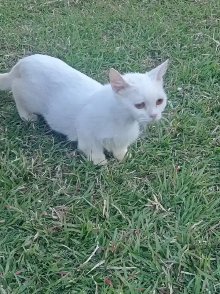 INDUKAN MUNCHKIN