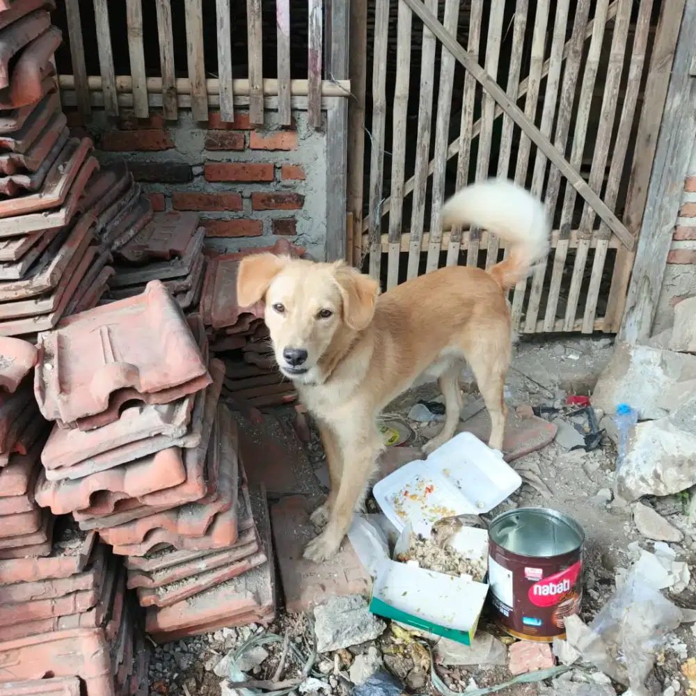 Free Anjing Tak Bertuan Sangat Jinak Tdk Ada Yg rawat
