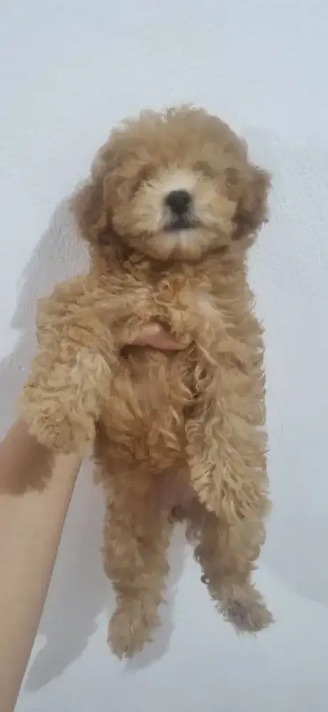 Anjing red toy poodle sehat lucu lincah