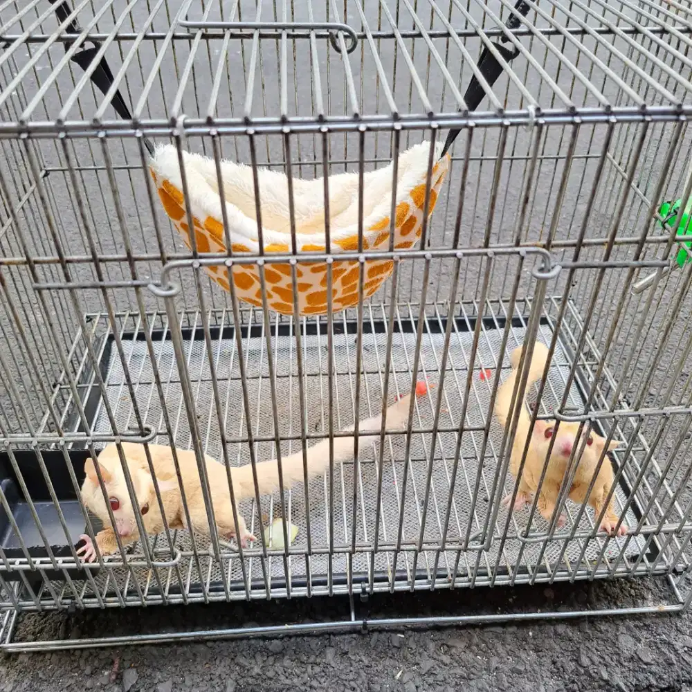 Sugar Glider Creamino sepasang