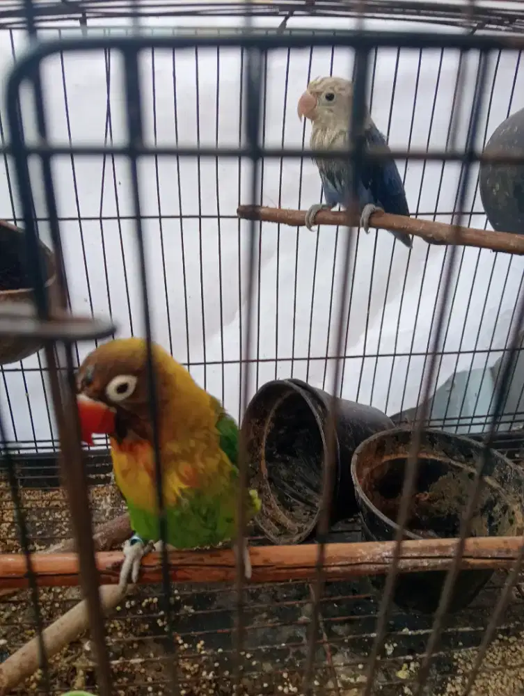 Jual cepat sama kandang