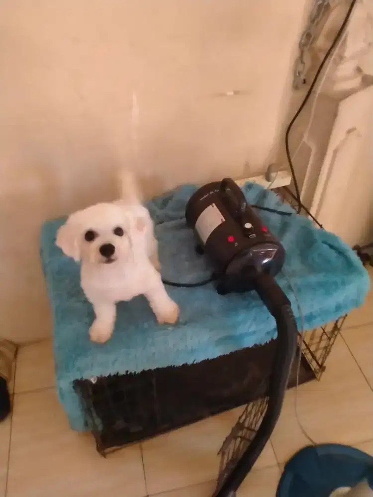 Anjing Mini Bichon