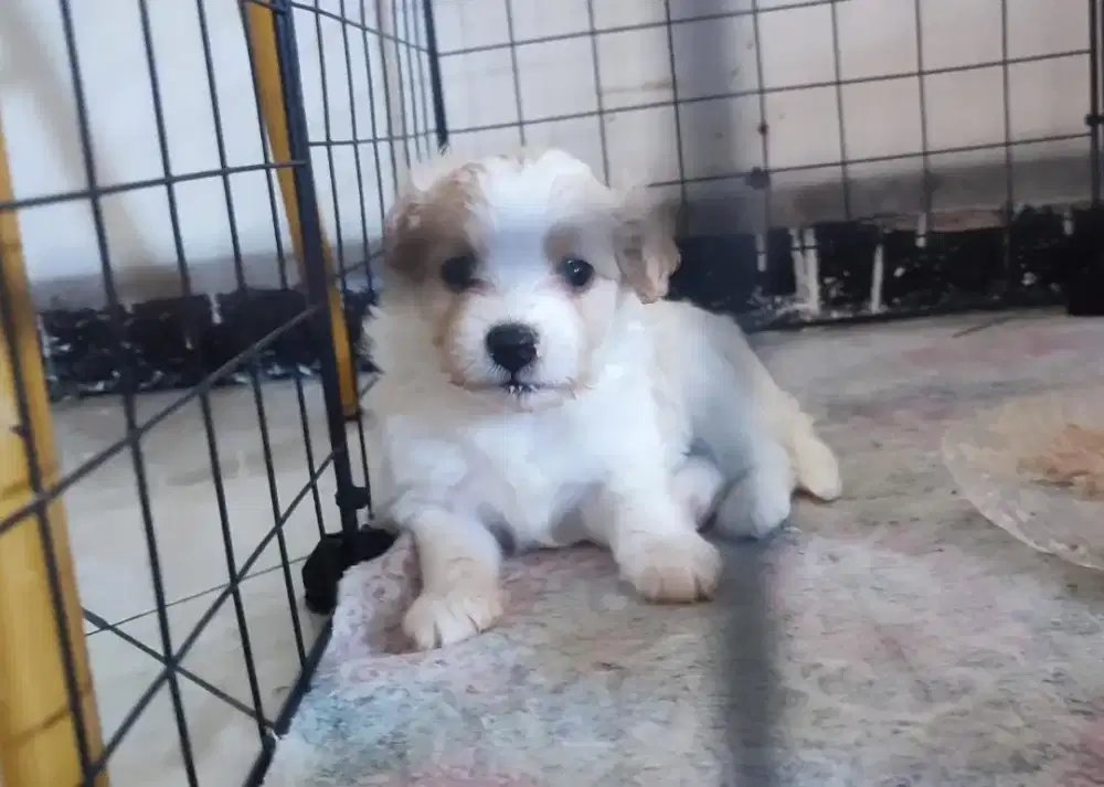 Anak Anjing Lucu