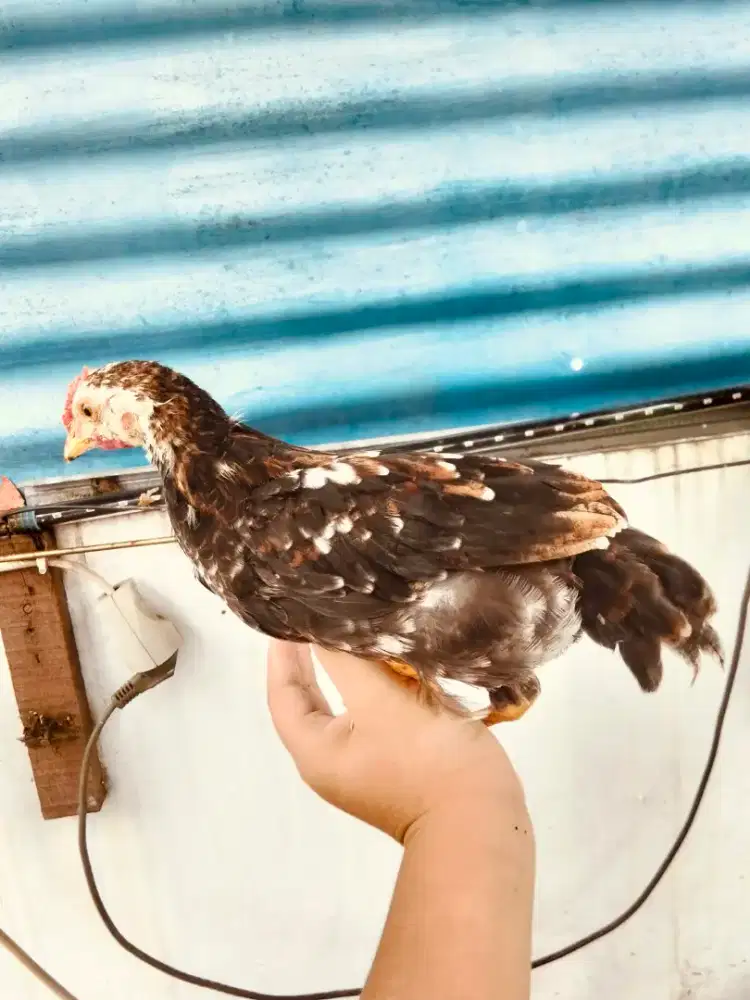 Anak ayam kampung usia 3 bulan