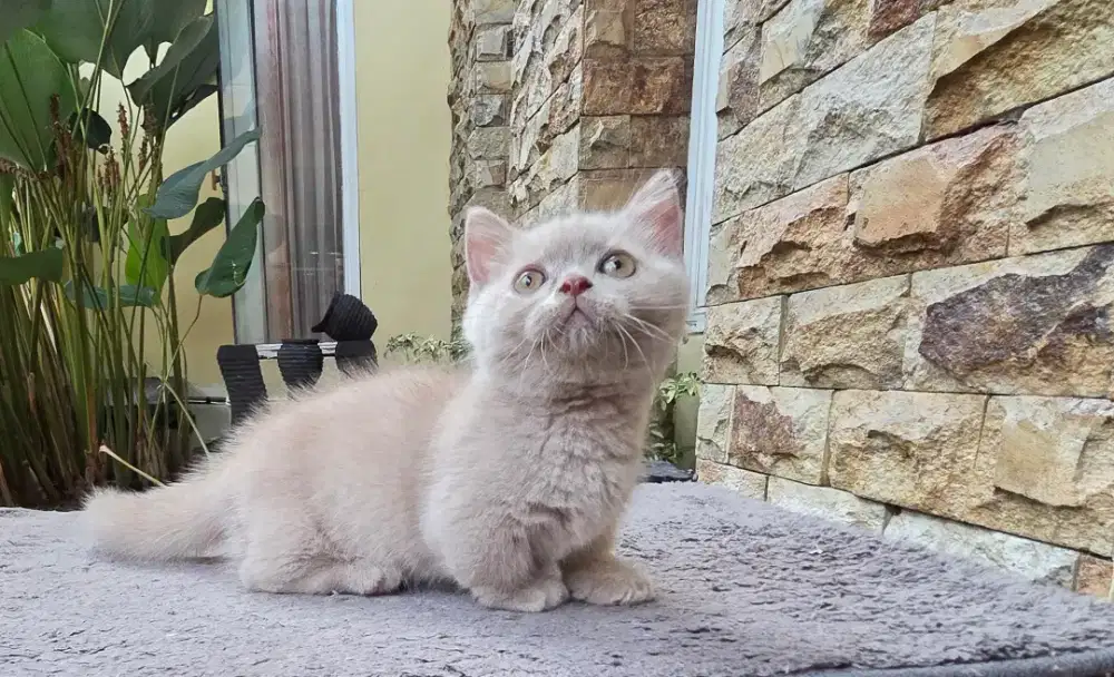 Munchkin bsh anakan impor