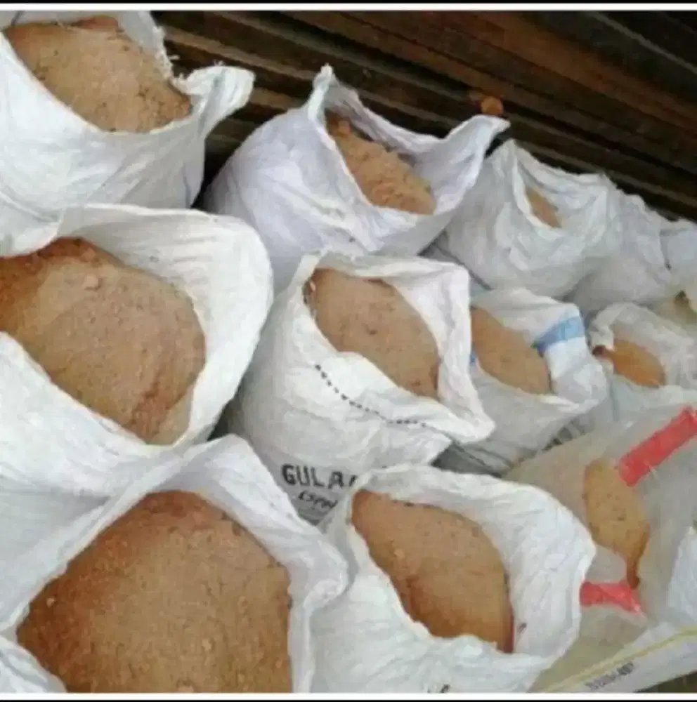 Sekam serbuk kayu halus