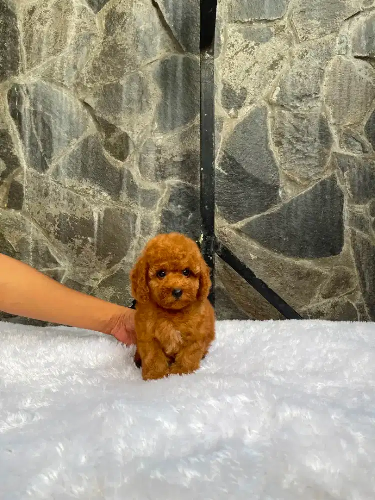 Red poodle betina