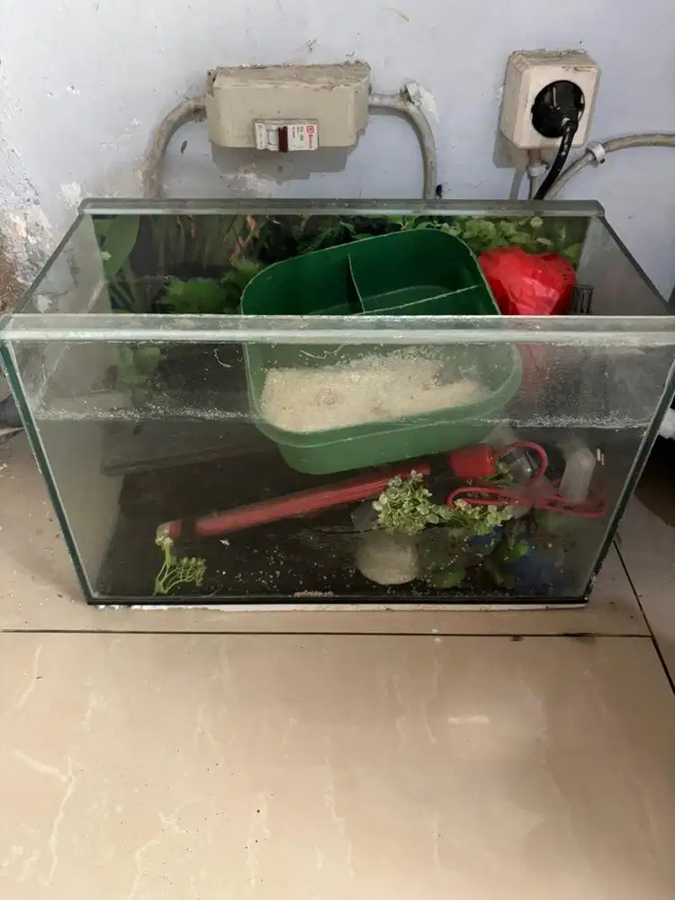 Aquarium ukuran 50 cm