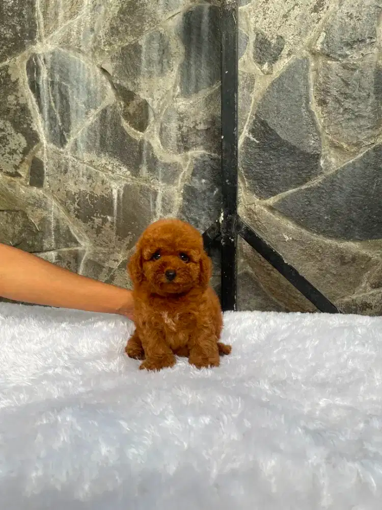 Red poodle betina