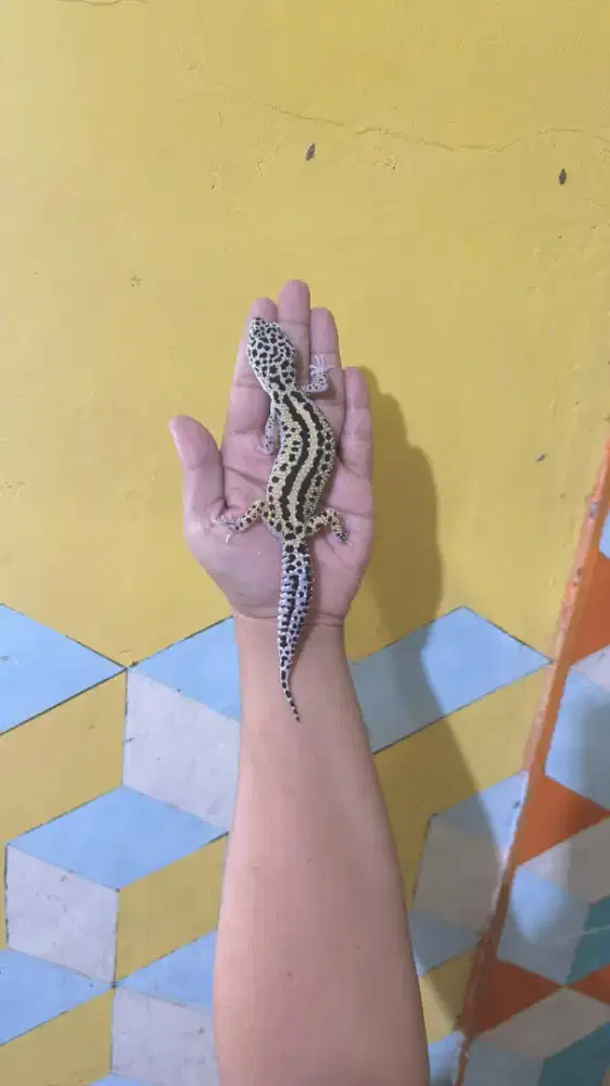 Dijual sepasang (1 pair) Leopard Gecko