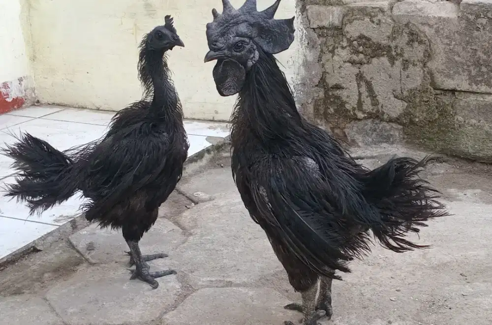 Ayam Cemani sepasang
