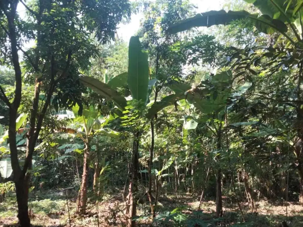 Jual Cepat Tanah di Patemon, Dekat UNNES