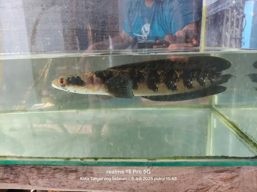 Chana Maru 30cm