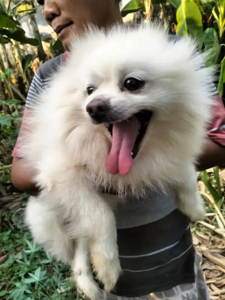 Anjing Pure Pomeranian