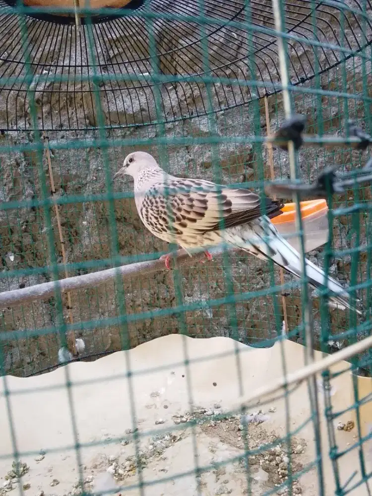 Tekukur leopard Kuk 3 paten dan rajin